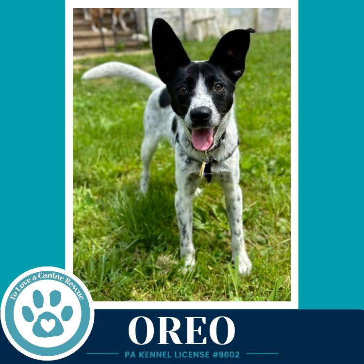 Oreo 060626, a Adoptable mixed breed in Kimberton, PA image 5/6