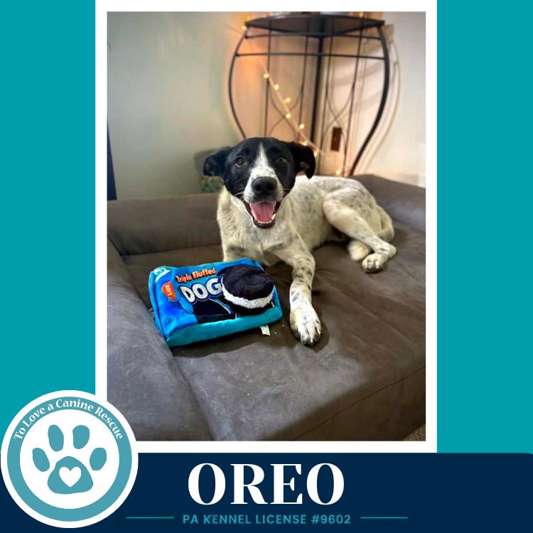 Oreo 060626, a Adoptable mixed breed in Kimberton, PA image 6/6