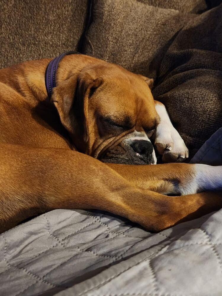 Lorna, Adoptable, Young Female Boxer.