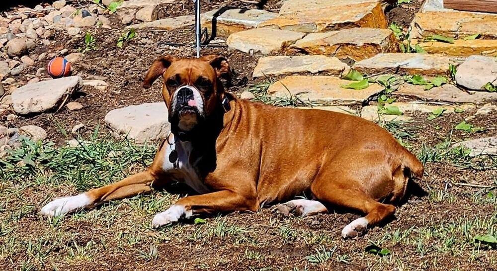 Enlarge Lorna, a Adoptable Boxer in Denver, CO image 2/4