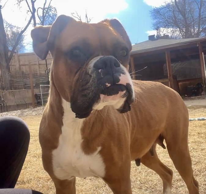 Lorna, Adoptable, Young Female Boxer.