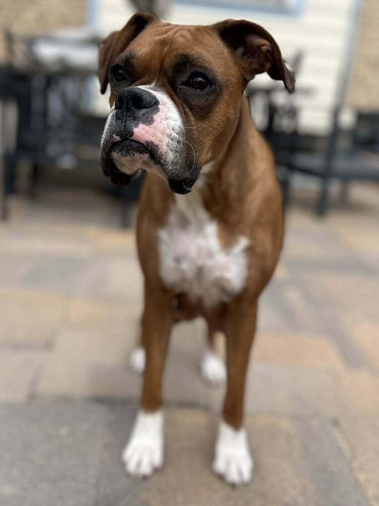 Enlarge Lorna, a Adoptable Boxer in Denver, CO image 2/2