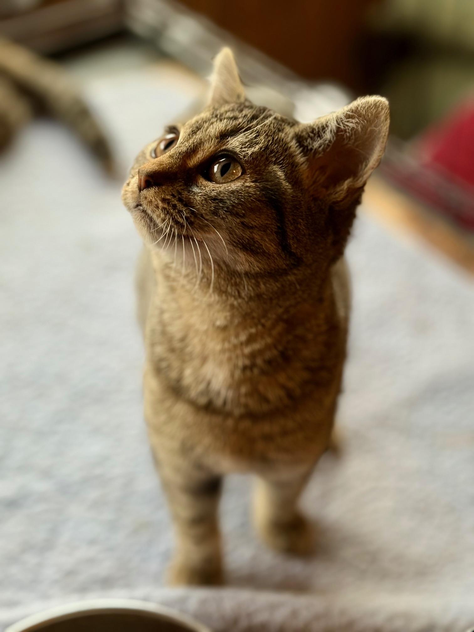 Rose, Adoptable, Kitten Female Domestic Short Hair.