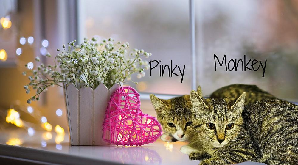 Pinky *kitten*, Adoptable, Kitten Female Tabby.