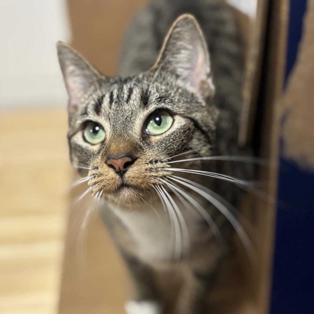 Enlarge Dottie, an adopted mixed breed in Newtown, CT image 6/6