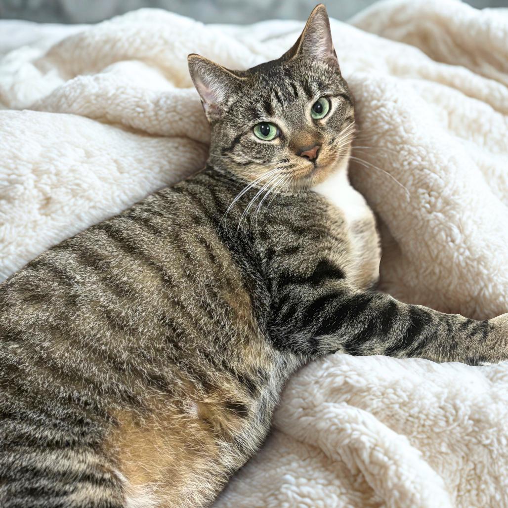 Enlarge Dottie, an adopted mixed breed in Newtown, CT image 3/6