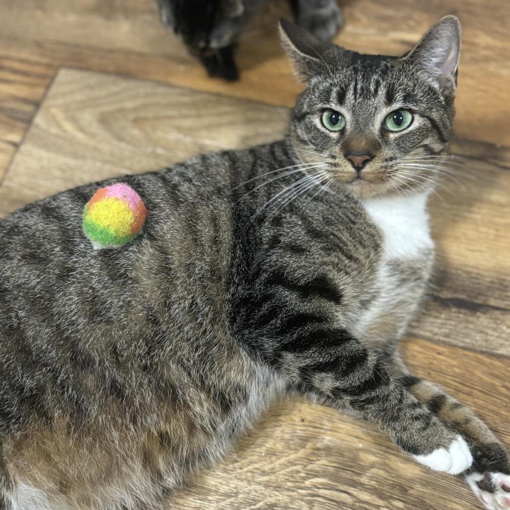 Enlarge Dottie, an adopted mixed breed in Newtown, CT image 5/6