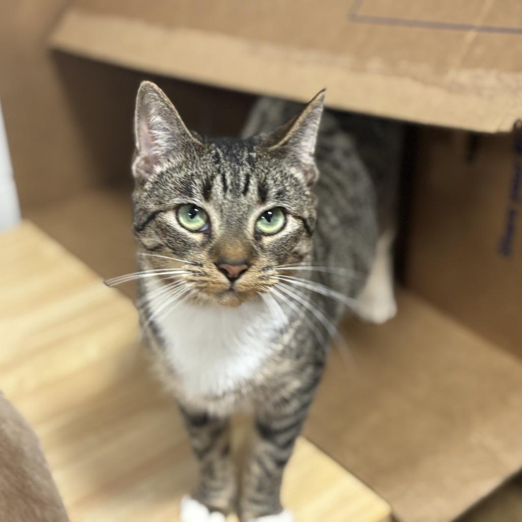 Dottie, adopted, Young Female Tabby & Domestic Short Hair.