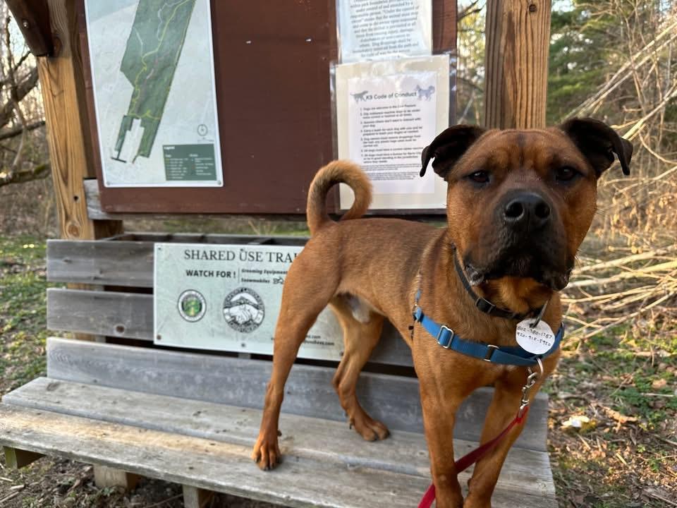 Enlarge Teddy, a ADOPTABLE Bullmastiff in Randolph Center, VT image 4/5