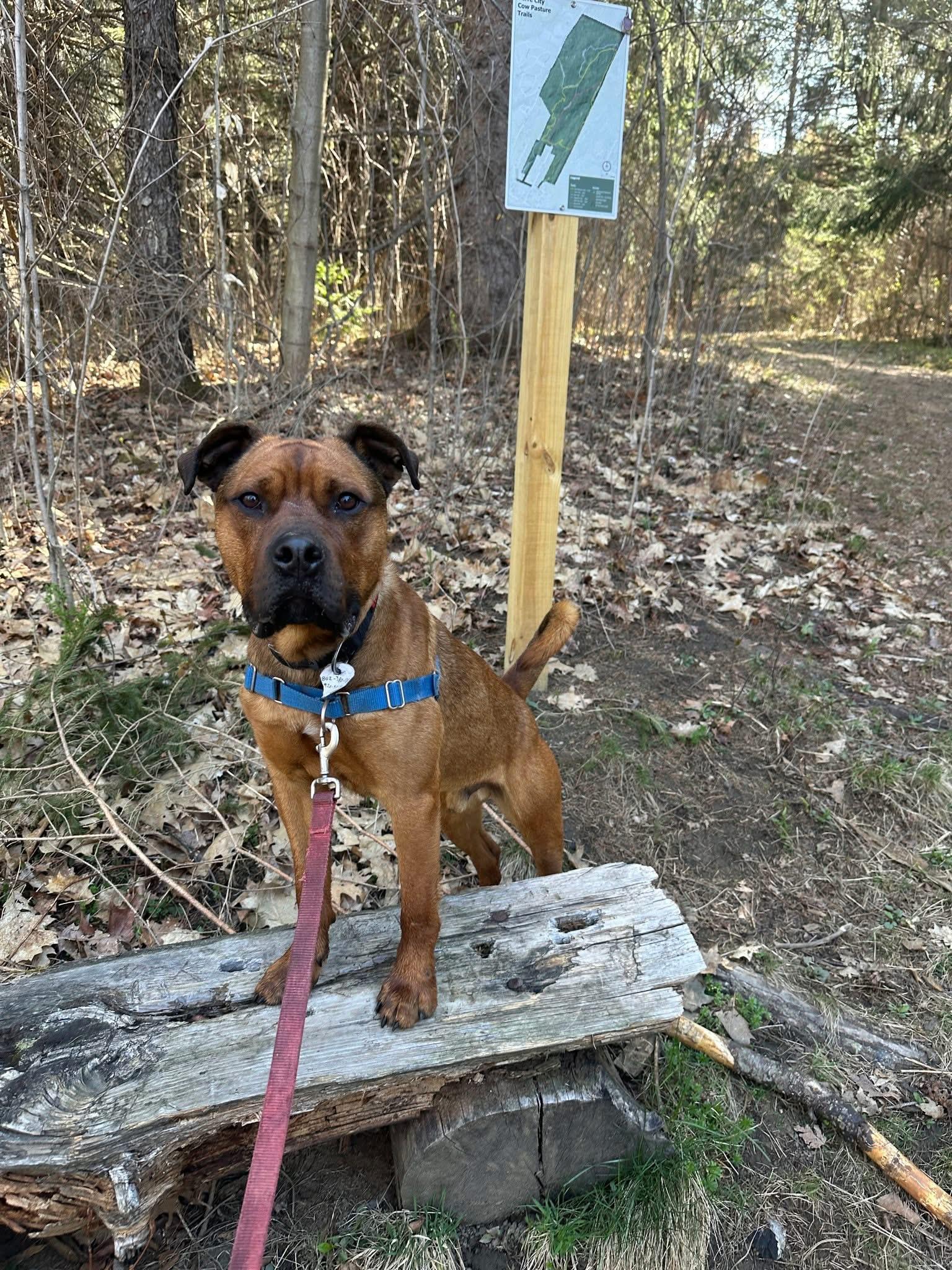 Enlarge Teddy, a ADOPTABLE Bullmastiff in Randolph Center, VT image 3/5