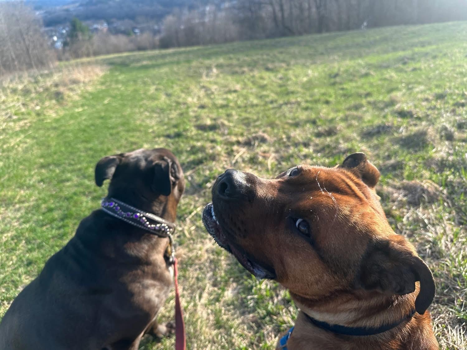 Enlarge Teddy, a ADOPTABLE Bullmastiff in Randolph Center, VT image 5/5