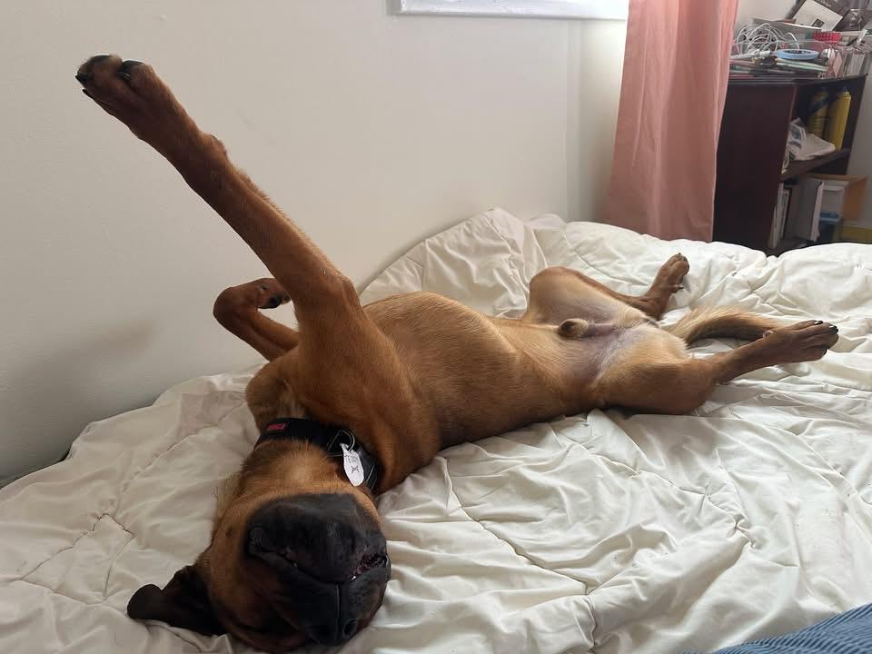 Enlarge Teddy, a ADOPTABLE Bullmastiff in Randolph Center, VT image 2/5