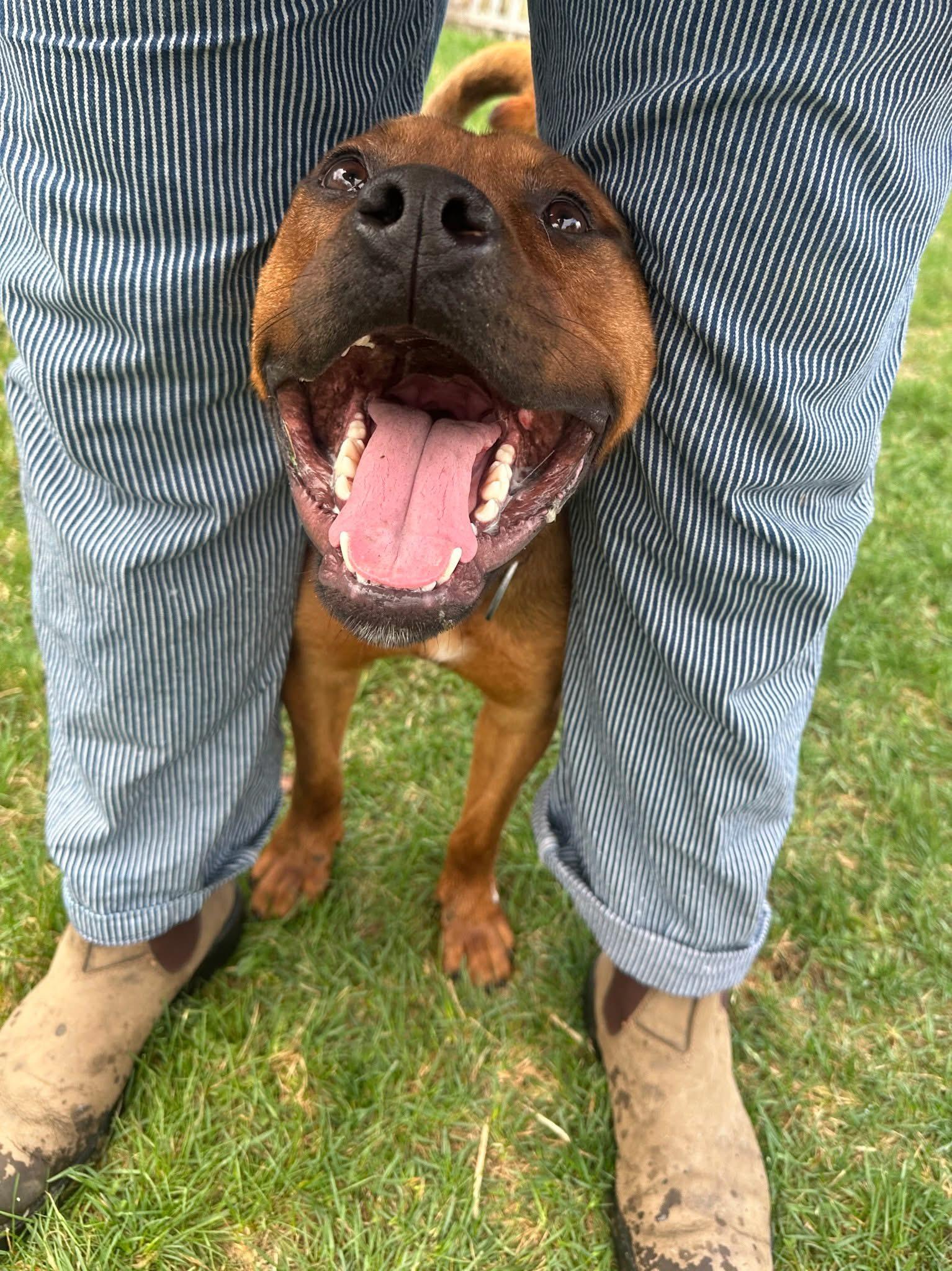 Enlarge Teddy, a ADOPTABLE Bullmastiff in Randolph Center, VT image 1/5