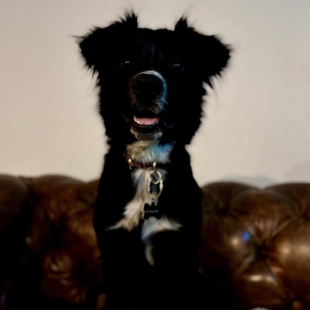 Arlo, Adoptable, Adult Male Border Collie & Flat-Coated Retriever.