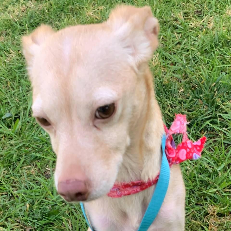 Chipotle, a Adoptable mixed breed in Burbank, CA image 2/2