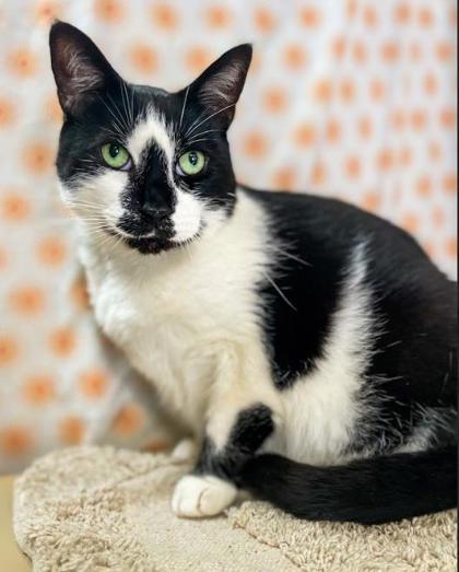 Enlarge Sylvester, a Adoptable Domestic Short Hair in Bloomsburg, PA image 1/1