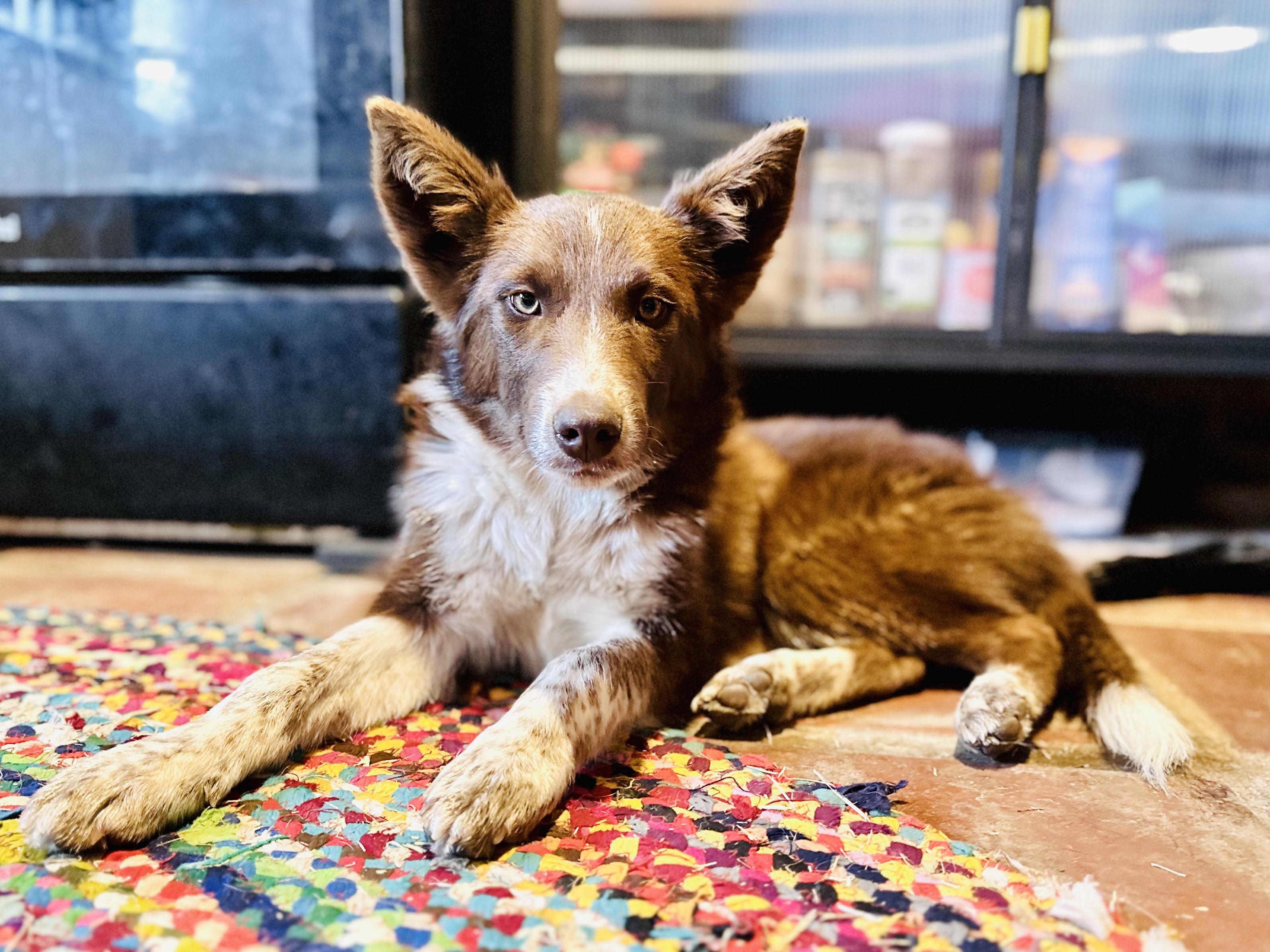Enlarge Iggy, a Adopted mixed breed in Encino, CA image 4/6
