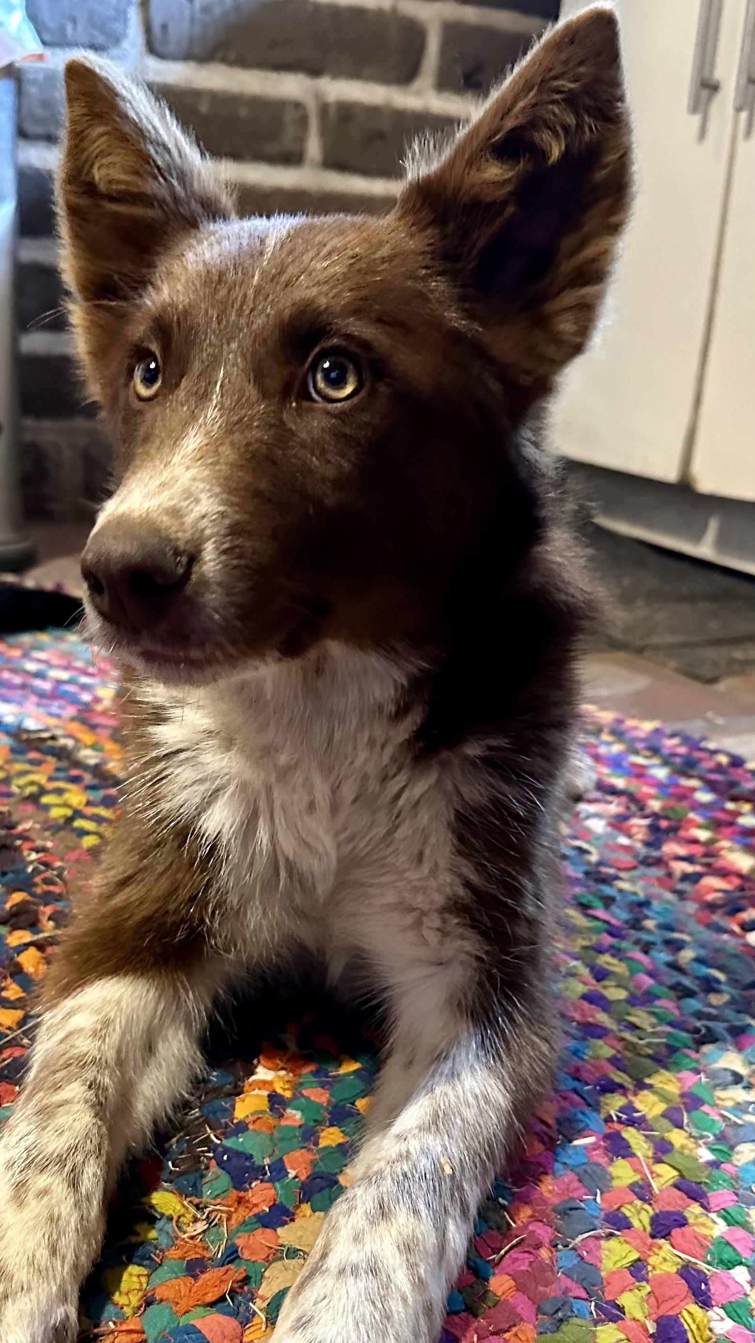 Enlarge Iggy, a Adopted mixed breed in Encino, CA image 5/6