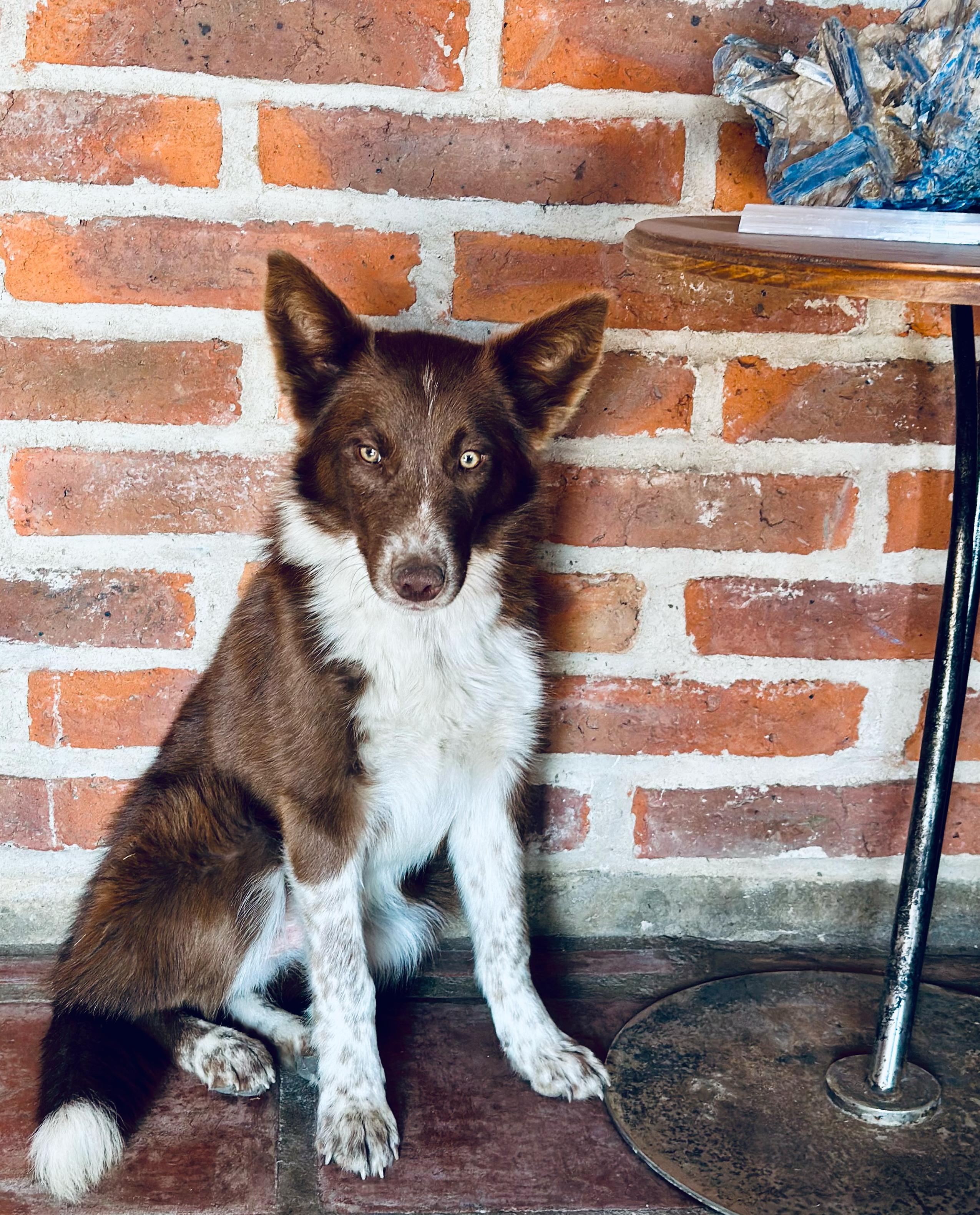 Iggy, Adopted, Puppy Male Border Collie & Australian Cattle Dog / Blue Heeler.