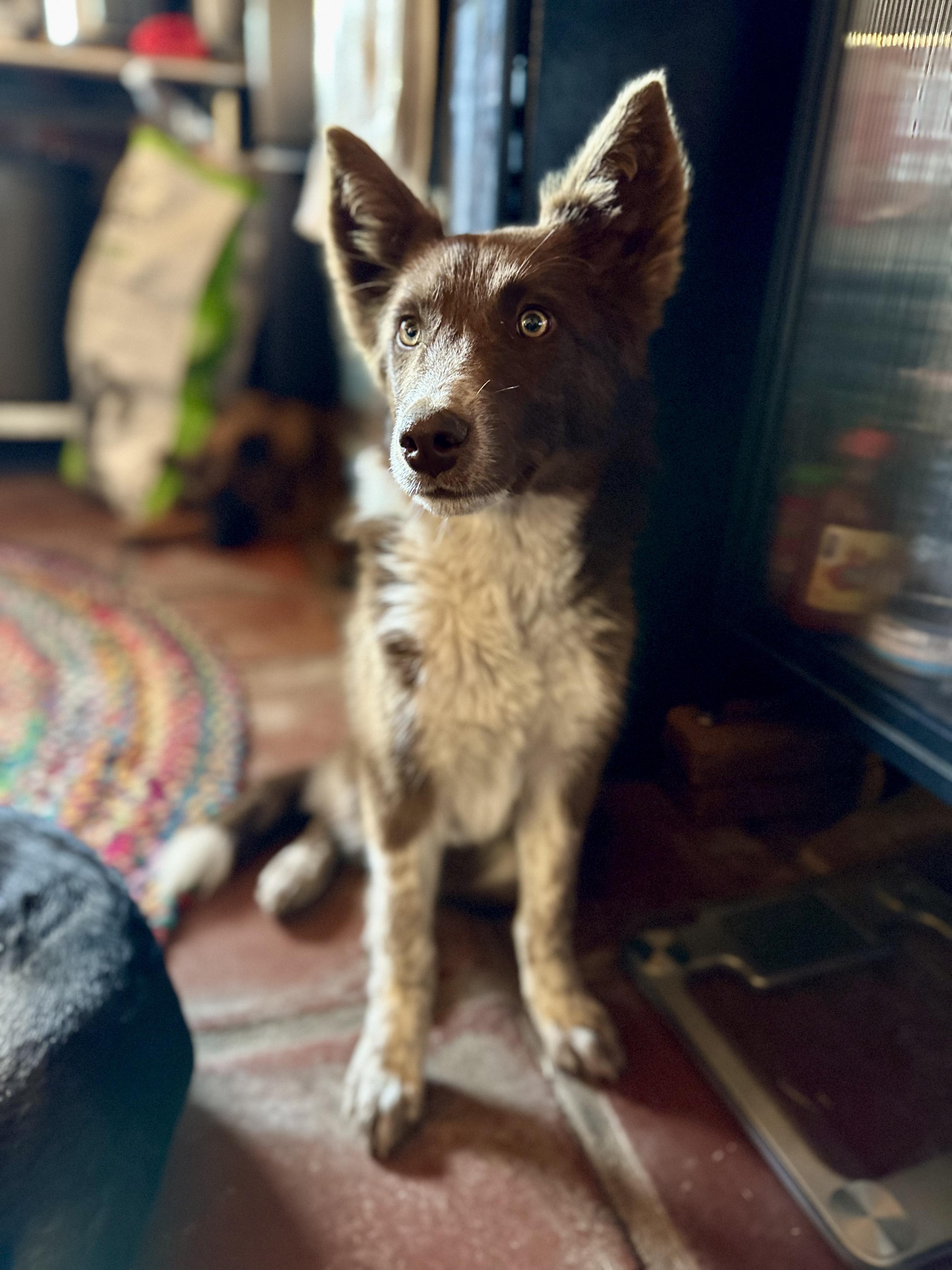 Enlarge Iggy, a Adopted mixed breed in Encino, CA image 2/6