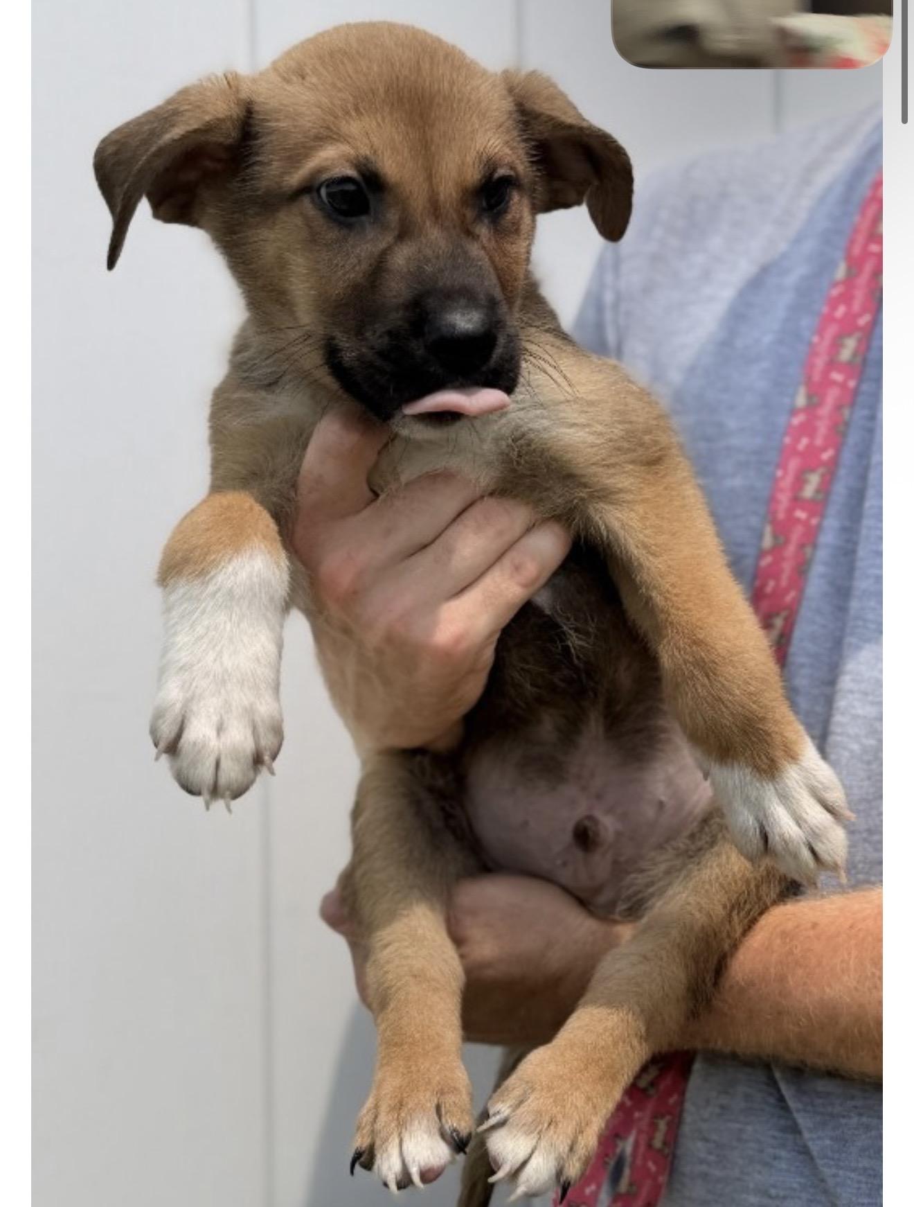 Radar, adopted, Young Male German Shepherd Dog & Labrador Retriever.