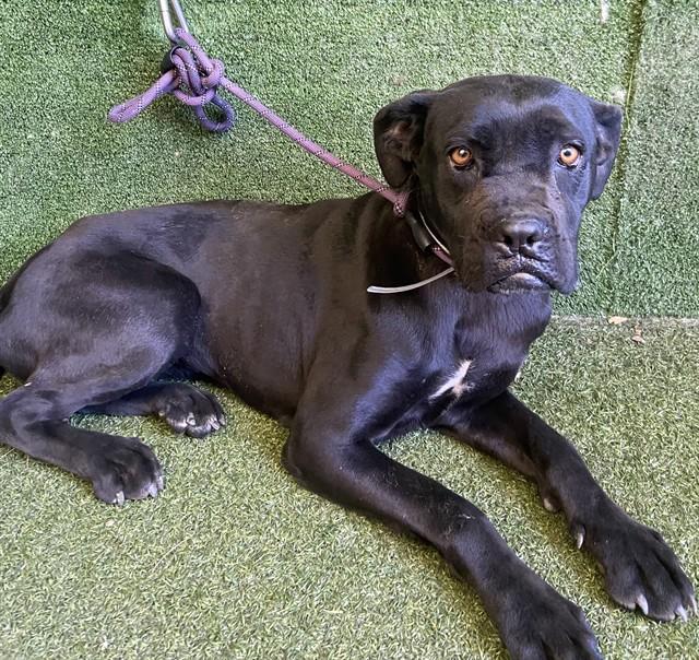 Enlarge NADINE, a Adoptable mixed breed in Lancaster, CA image 1/1