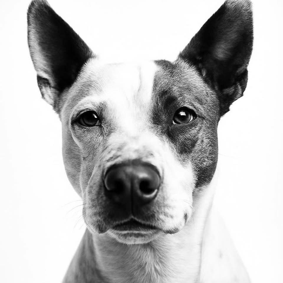 Shandi Smith, a Adoptable Pit Bull Terrier in Nashville, TN image 1/3