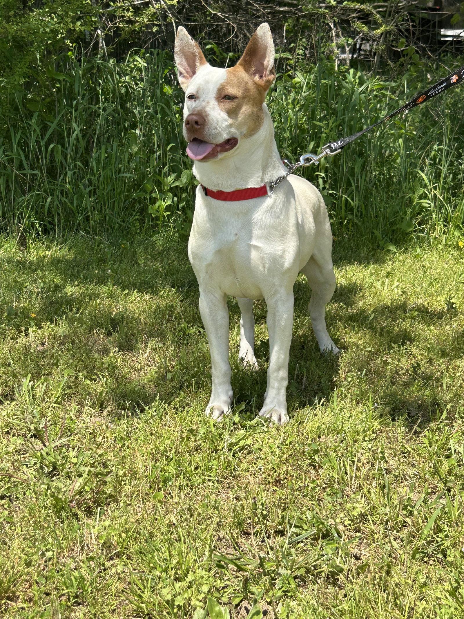 Enlarge Shandi Smith, a Adoptable Pit Bull Terrier in Nashville, TN image 2/3