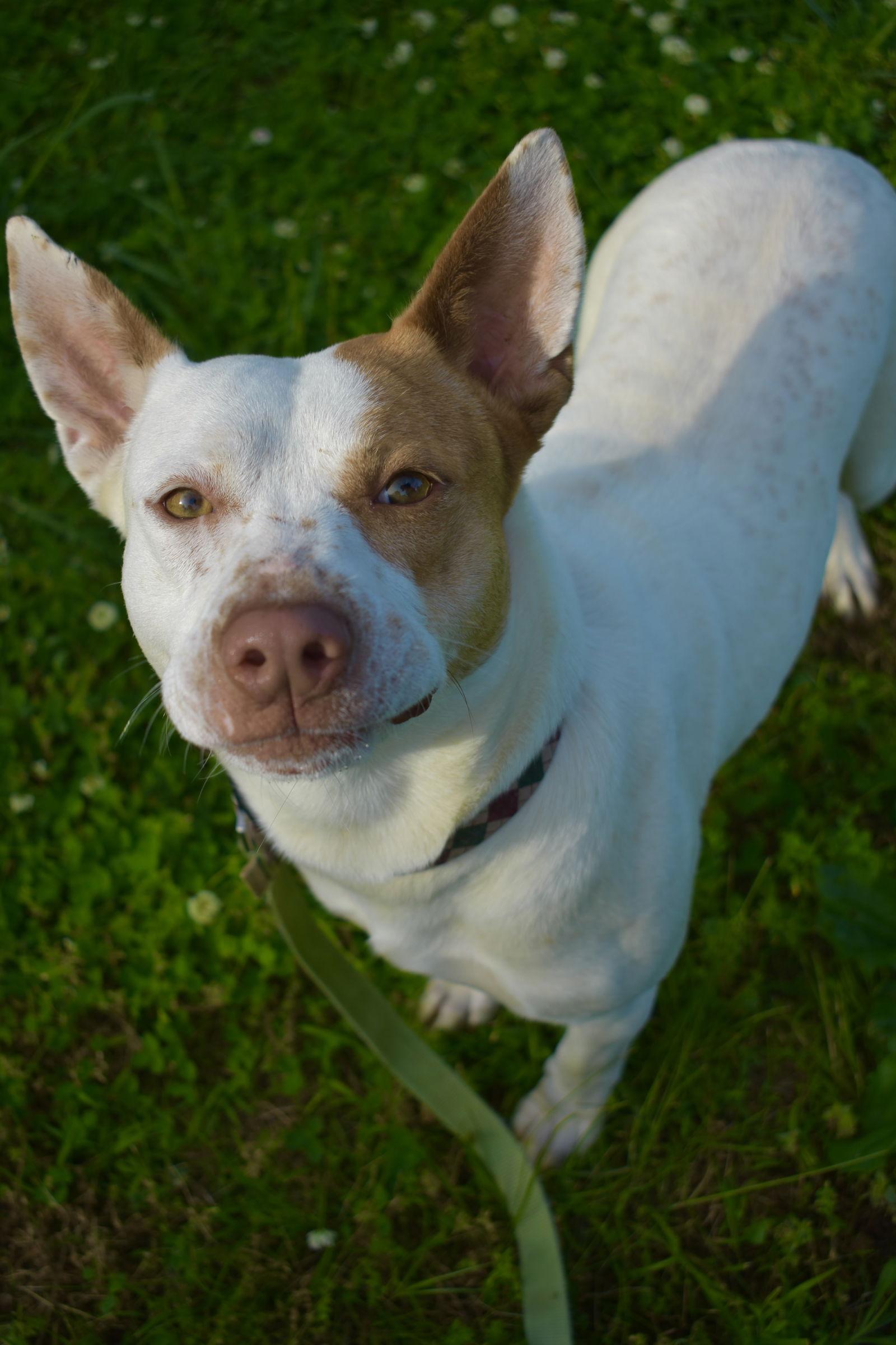 Shandi Smith, a Adoptable Pit Bull Terrier in Nashville, TN image 2/3