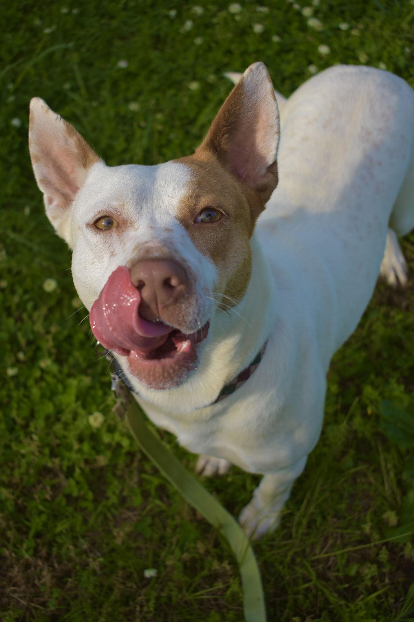 Shandi Smith, a Adoptable Pit Bull Terrier in Nashville, TN image 3/3