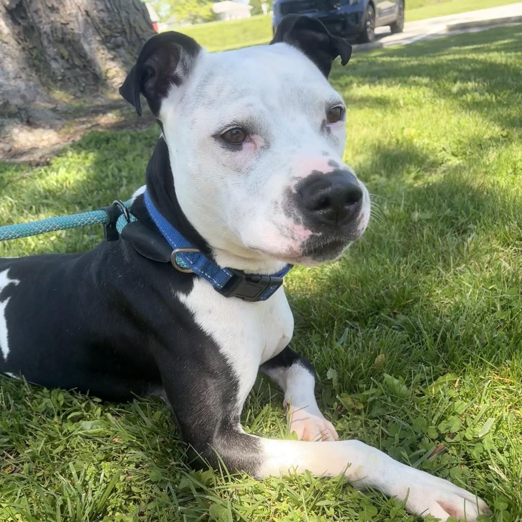 Chevy, Adoptable, Young Male Pit Bull Terrier & Mixed Breed.