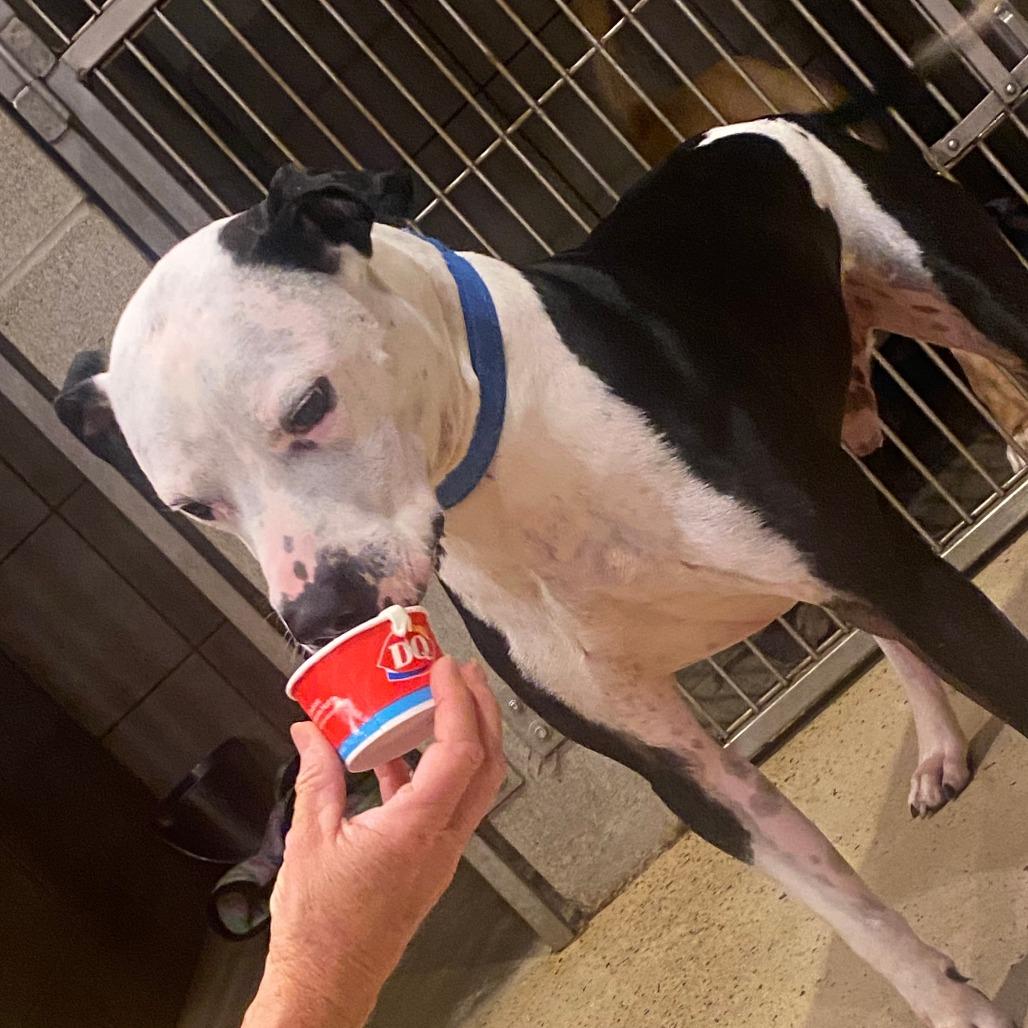 Enlarge Chevy, a Adoptable mixed breed in Elwood, IN image 2/3
