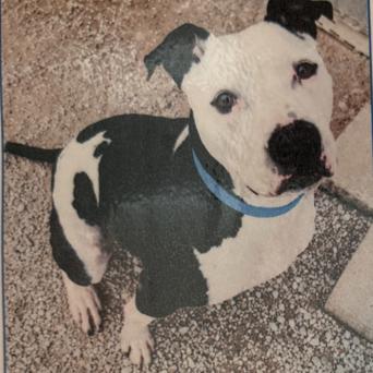 Enlarge Chevy, a Adoptable mixed breed in Elwood, IN image 3/3
