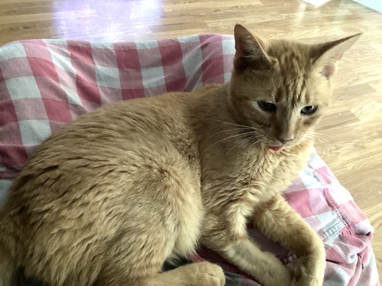 Hope, a Adoptable Domestic Short Hair in Midland, MI image 1/4