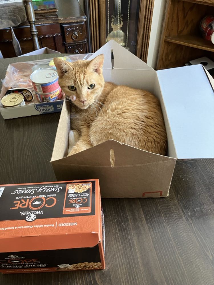 Hope, a Adoptable Domestic Short Hair in Midland, MI image 4/4