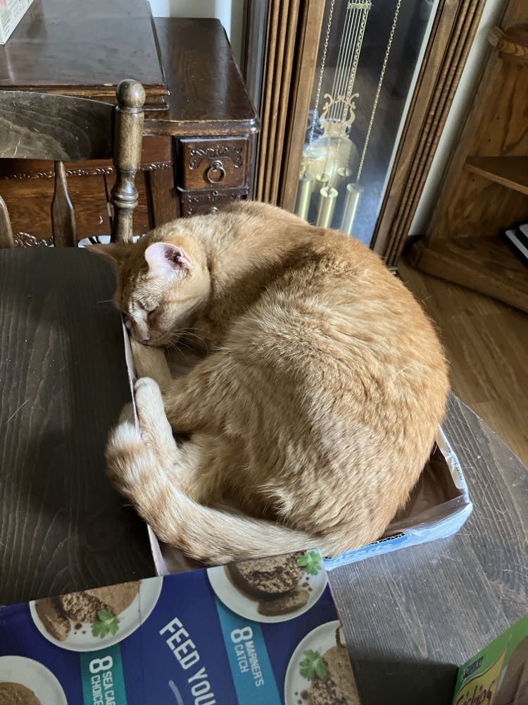 Hope, a Adoptable Domestic Short Hair in Midland, MI image 2/4