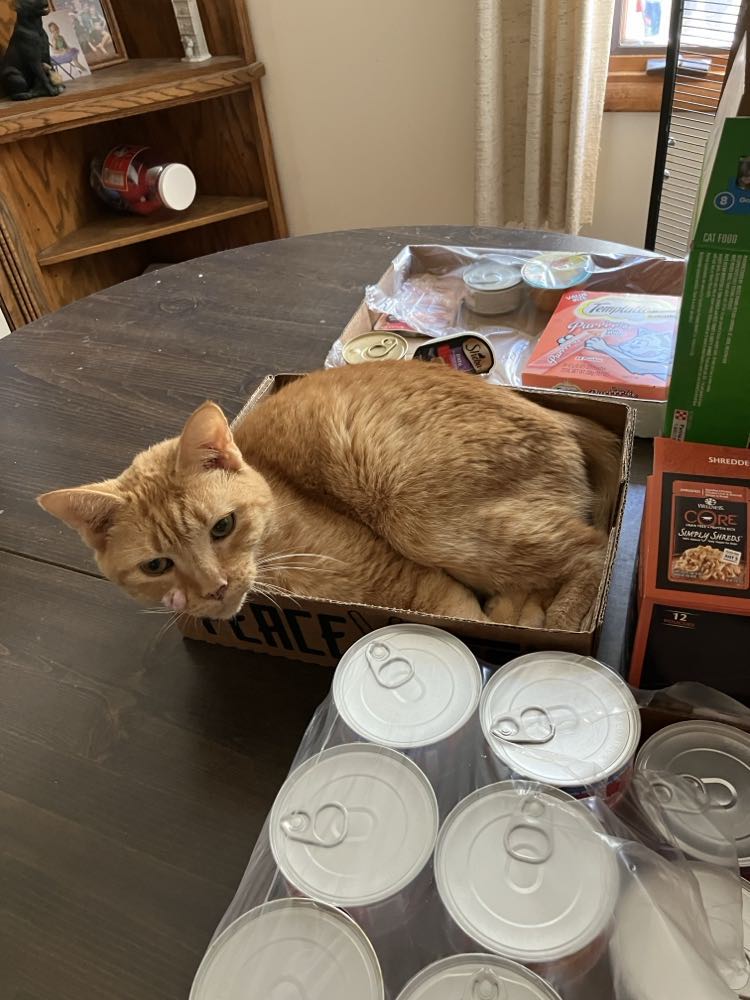 Hope, a Adoptable Domestic Short Hair in Midland, MI image 3/4