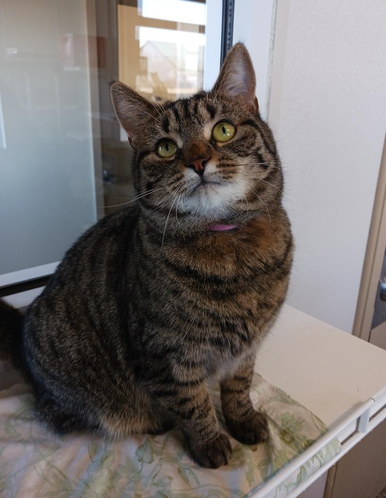 Enlarge Pasta, a Adoptable mixed breed in Fremont, OH image 1/6