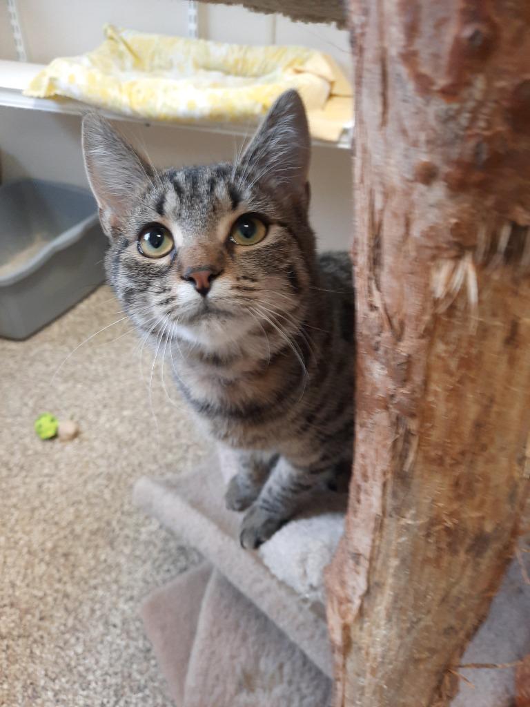 Pasta — thumbnail 2