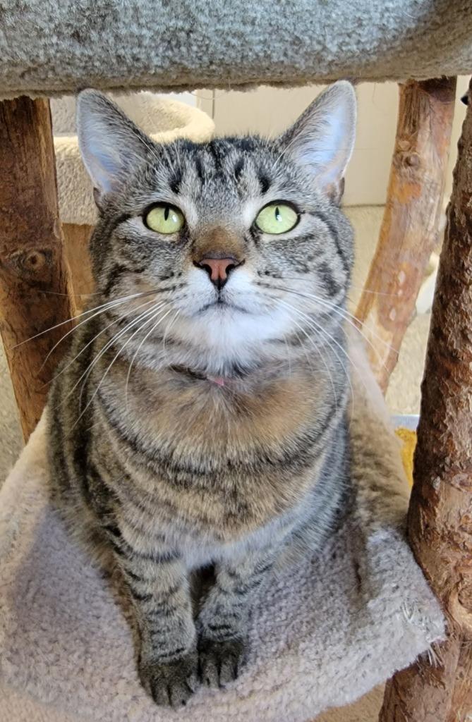 Enlarge Pasta, a Adoptable mixed breed in Fremont, OH image 3/6