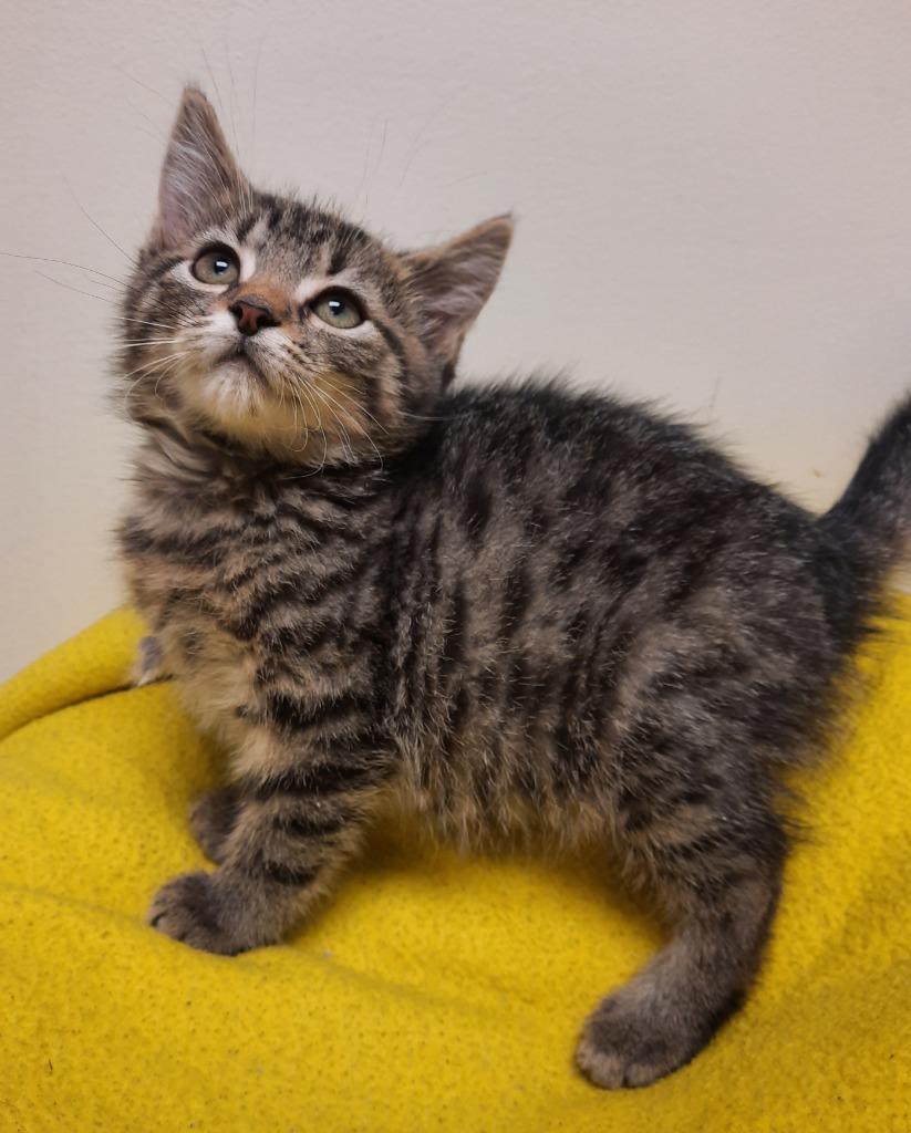Enlarge Pasta, a Adoptable mixed breed in Fremont, OH image 4/6