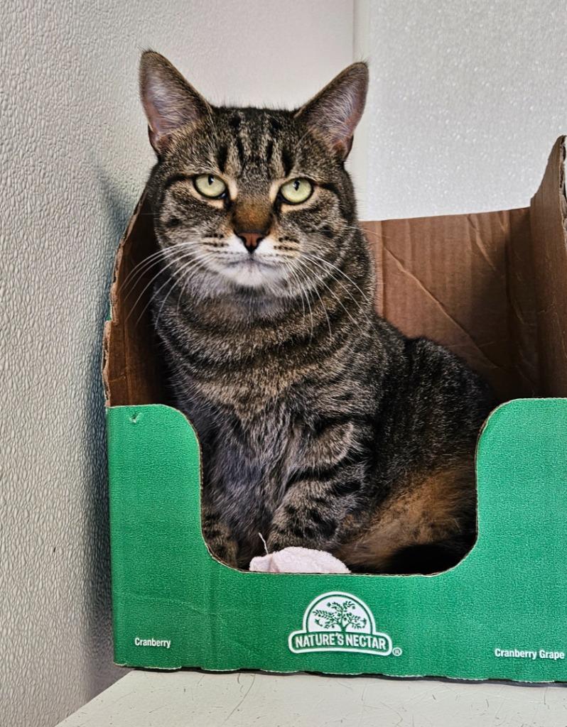 Enlarge Pasta, a Adoptable mixed breed in Fremont, OH image 5/6