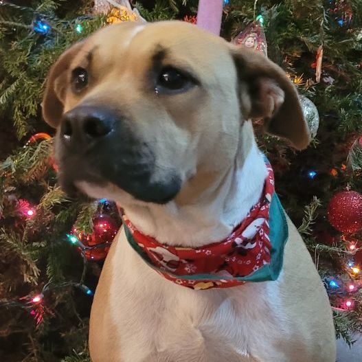 Enlarge Daisy, an adoptable mixed breed in Chiefland, FL image 1/6