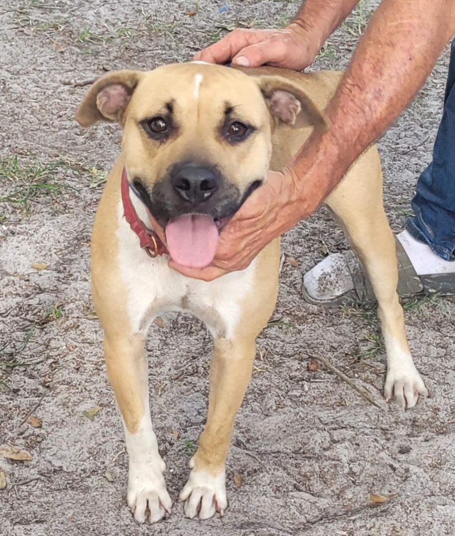 Enlarge Daisy, an adoptable mixed breed in Chiefland, FL image 2/6