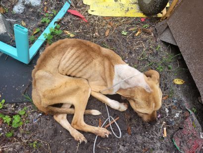 Enlarge Daisy, an adoptable mixed breed in Chiefland, FL image 3/6