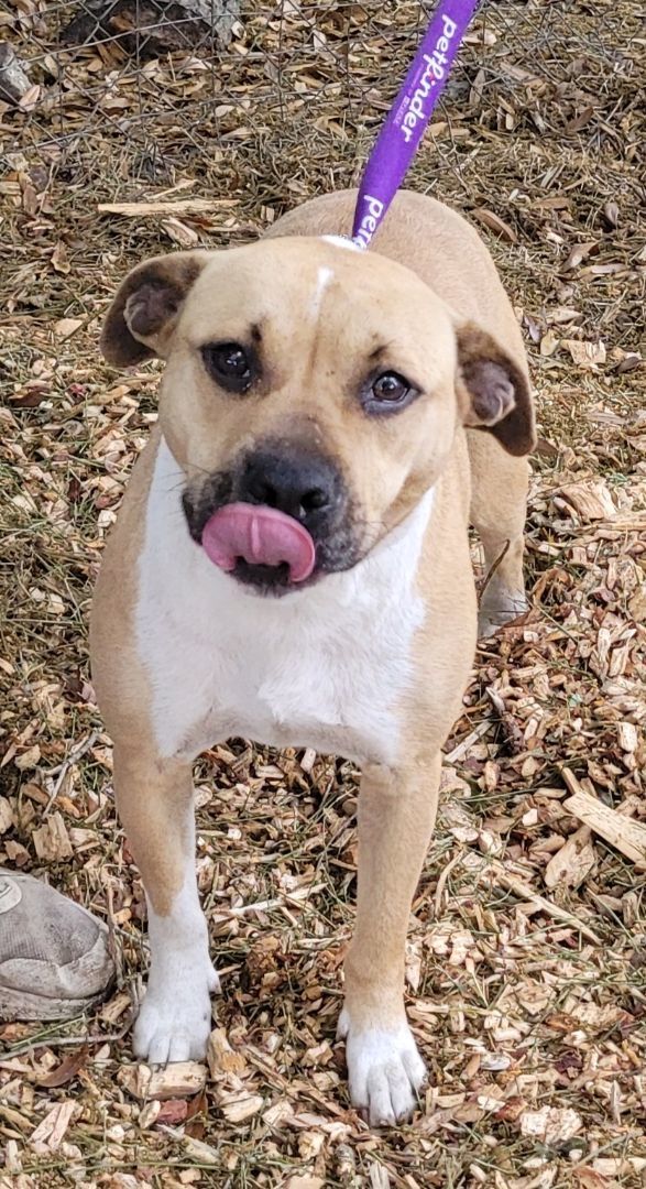 Enlarge Daisy, an adoptable mixed breed in Chiefland, FL image 4/6