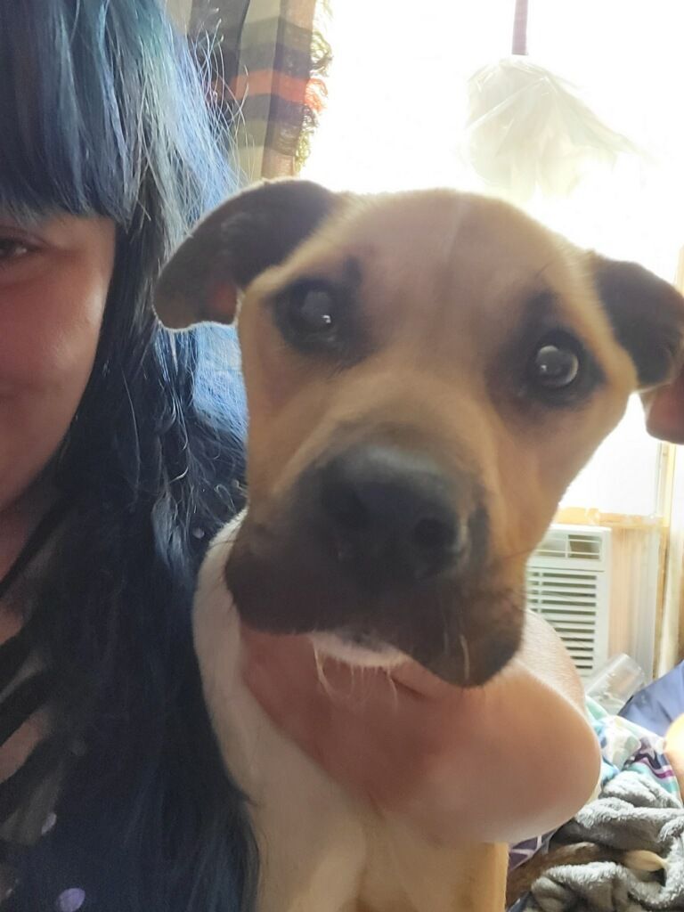 Enlarge Daisy, an adoptable mixed breed in Chiefland, FL image 5/6