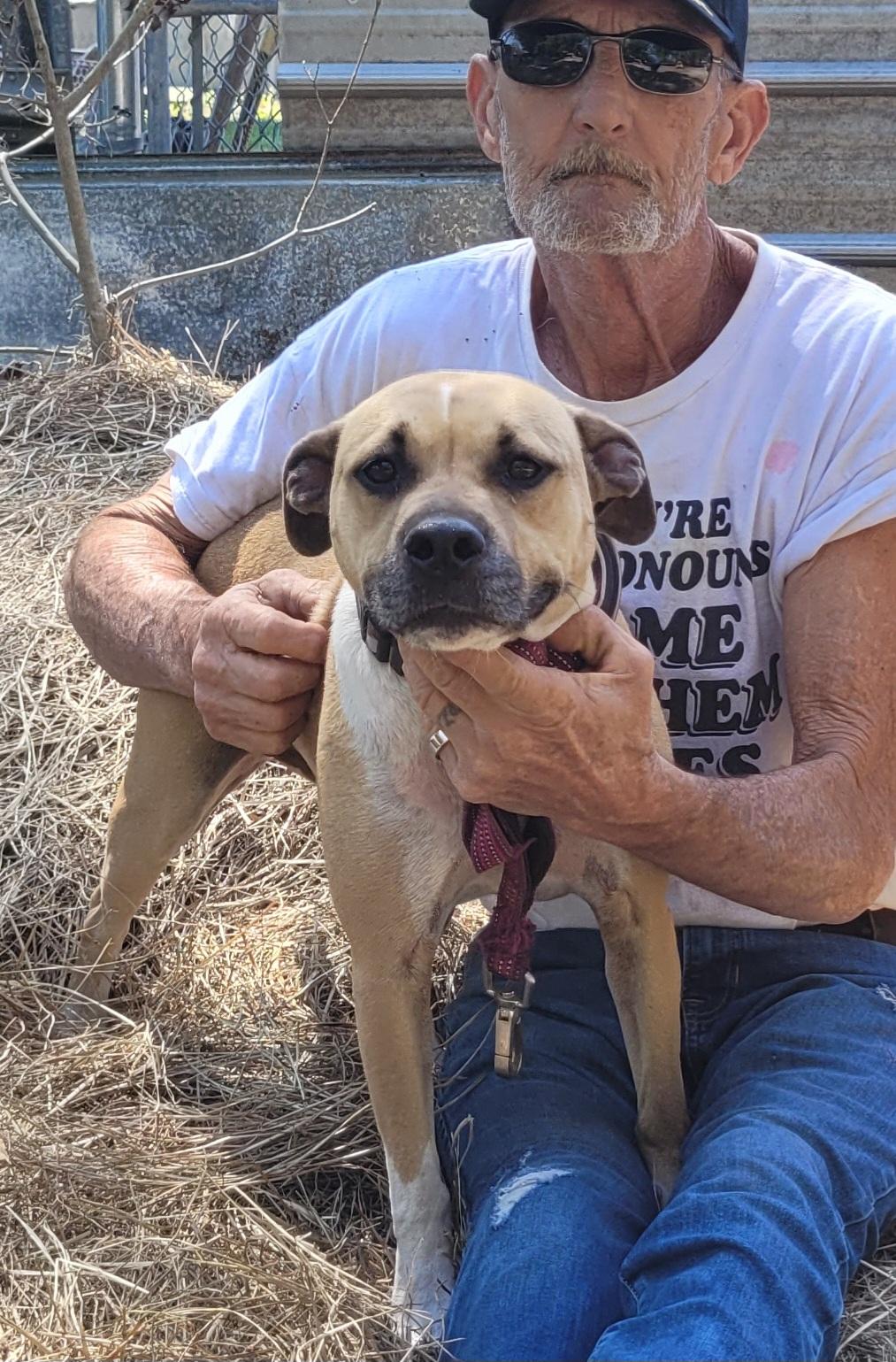 Daisy, adoptable, Adult Female Terrier & Boxer.