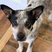 Biscuit, ADOPTABLE, Young Female Australian Cattle Dog / Blue Heeler.