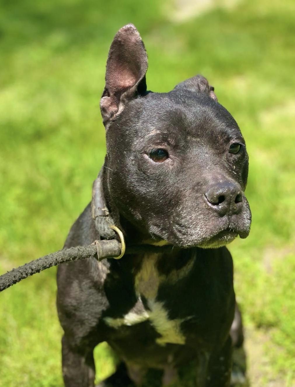 Jetta, Adoptable, Adult Female Pit Bull Terrier.